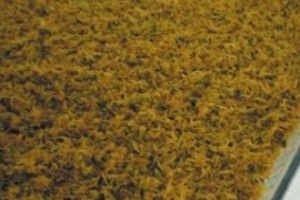 Yalancı Künefe Yalancı Künefe