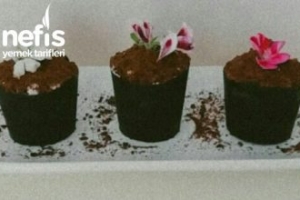 Saksı Tatlısı Saksı Tatlısı