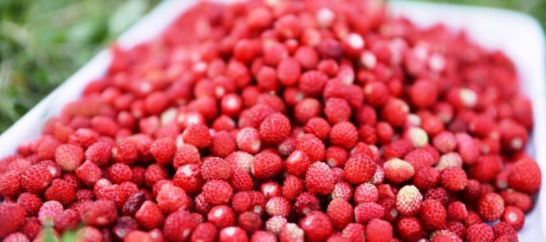 Dağ Çileği Reçel Tarifi