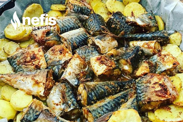 Fırında Baharatlı Palamut Kızatma Lezzetinde