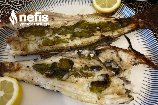 Kuzu Kulağı Yatağında Levrek